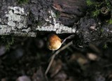 Crepidotus crocophyllus image