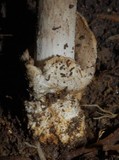 Amanita pekeoides image