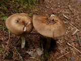 Amanita rhacopus image