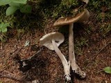 Amanita rhacopus image