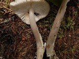 Amanita rhacopus image