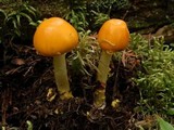Amanita flavoconia var. flavoconia image