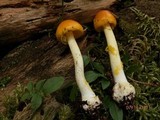 Amanita flavoconia var. flavoconia image