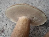 Tylopilus rubrobrunneus image