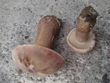 Tylopilus rubrobrunneus image