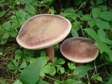 Tylopilus rubrobrunneus image