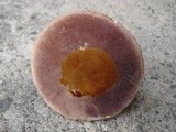 Tylopilus rubrobrunneus image
