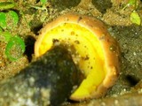 Boletus pulverulentus image