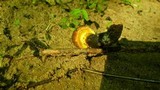 Boletus pulverulentus image