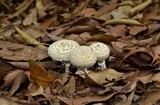 Amanita austrostraminea image