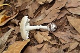 Amanita austrostraminea image