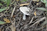 Amanita austrostraminea image