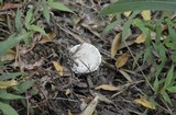 Amanita austrostraminea image