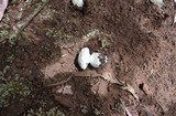 Amanita austrostraminea image