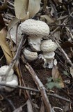 Amanita austrostraminea image