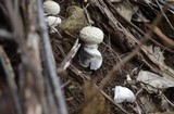 Amanita austrostraminea image