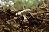 Amanita austrostraminea image