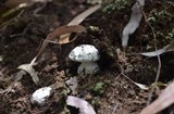 Amanita austrostraminea image