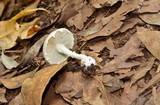 Amanita austrostraminea image