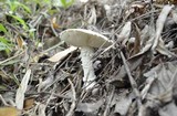 Amanita austrostraminea image