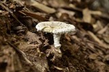 Amanita austrostraminea image