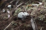 Amanita austrostraminea image
