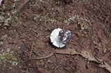 Amanita austrostraminea image