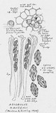 Ascobolus hansenii image