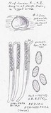 Peziza echinospora image