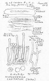 Hyphoderma capitatum image
