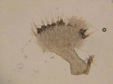 Albotricha washingtonensis image