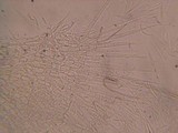 Albotricha washingtonensis image