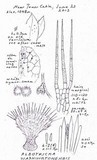 Albotricha washingtonensis image