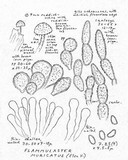 Flammulaster muricatus image