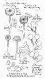 Dermoloma pseudocuneifolium image