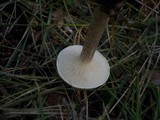 Melanoleuca verrucipes image
