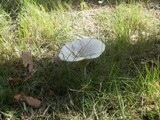 Melanoleuca verrucipes image