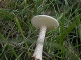 Melanoleuca verrucipes image