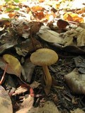 Inocybe subcarpta image