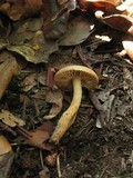 Inocybe subcarpta image