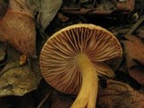 Inocybe subcarpta image