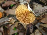 Polyporus alveolaris image