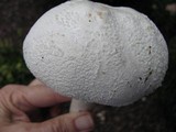Amanita polypyramis image