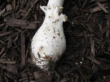 Amanita polypyramis image