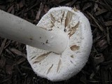 Amanita polypyramis image