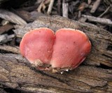 Phlebia incarnata image