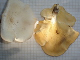 Lentinus scleropus image
