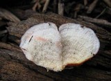 Phlebia incarnata image