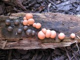 Lycogala epidendrum image