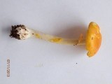 Amanita flavoconia var. flavoconia image